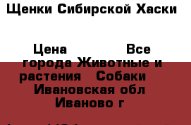 Щенки Сибирской Хаски › Цена ­ 20 000 - Все города Животные и растения » Собаки   . Ивановская обл.,Иваново г.